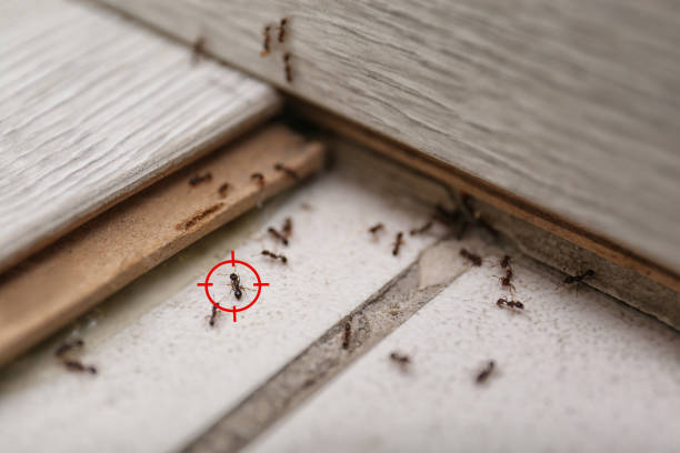 Best Insect Control  in Ammon, ID