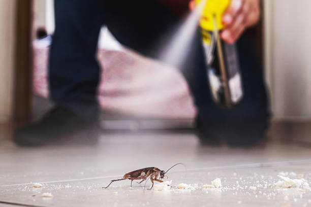 Wasp Removal Services in Ammon, ID